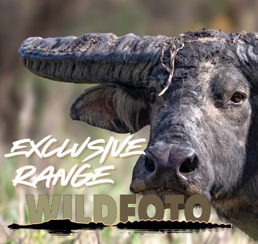 WILDFOTO Exclusive Range