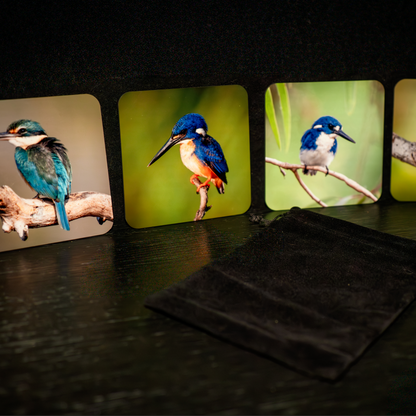 WildFoto Kingfisher Coaster Set