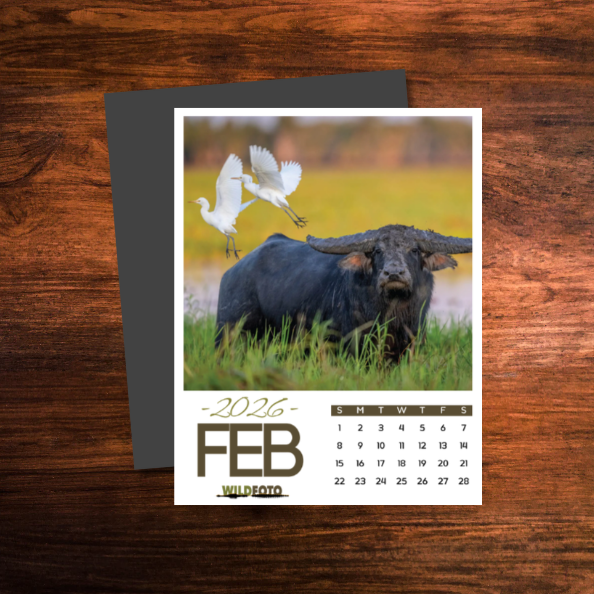 WildFoto 12-Month Magnetic Calendar Set
